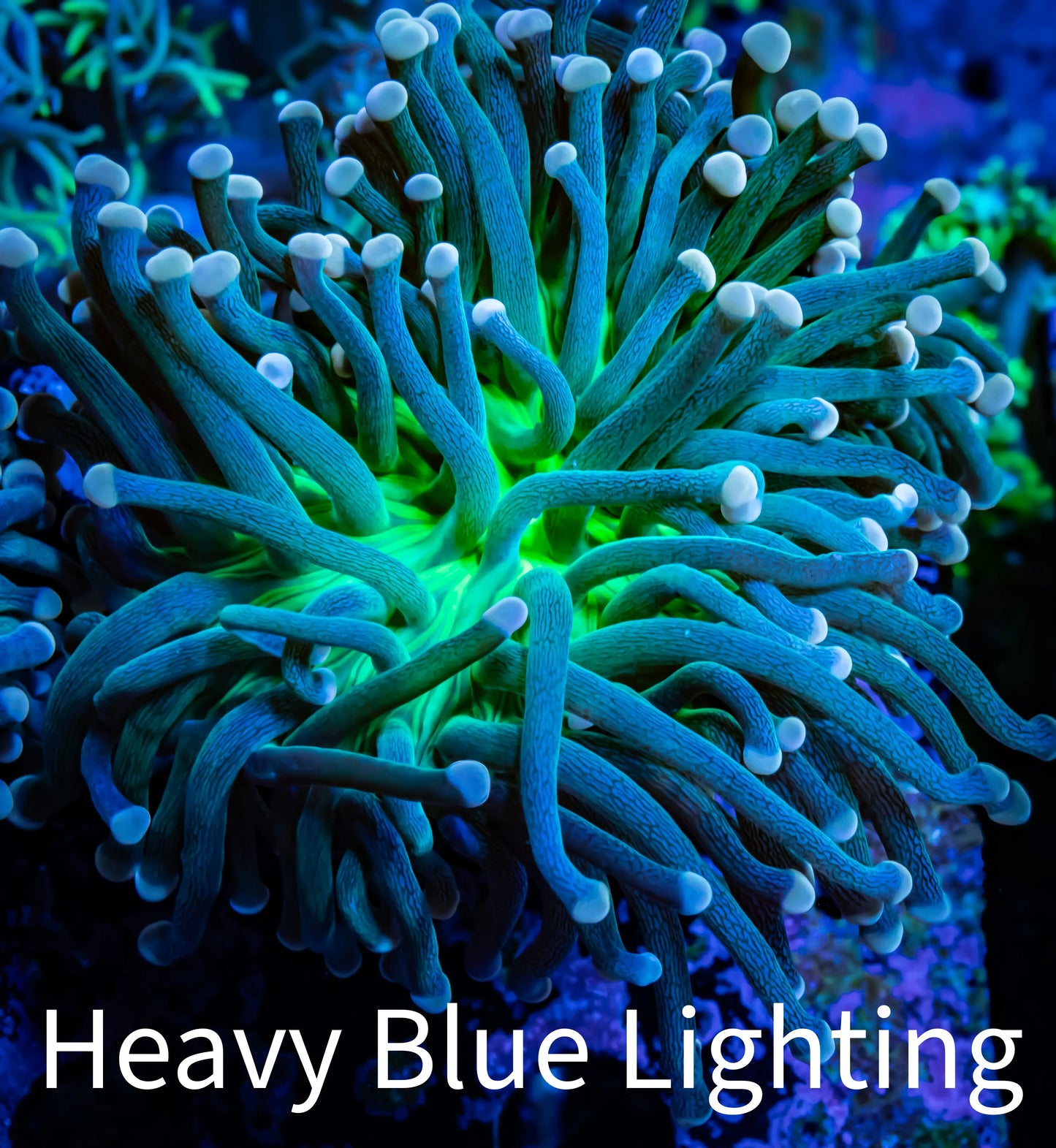 Peach 🍑 Bomb Torch Coral - Toxic Green Base Peach Tip - WYSIWYG 6cm Peach 🍑 Bomb Torch Coral - Toxic Green Base Peach Tip - WYSIWYG 6cm LPS Peach 🍑 Bomb Torch Coral - Toxic Green Base Peach Tip - WYSIWYG 6cm Zeo Box Reef