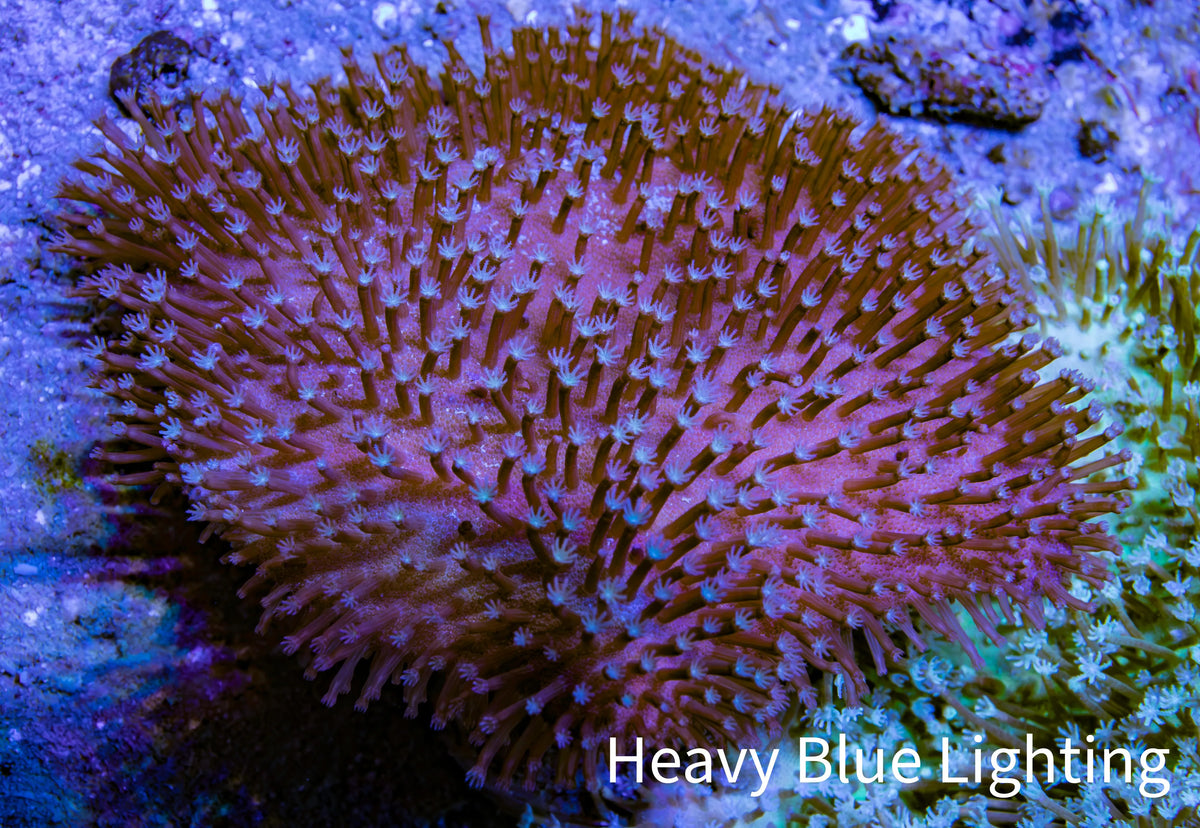 Pink Long Polyp Leather Coral WYSIWYG 8cm Pink Long Polyp Leather Coral WYSIWYG 8cm Soft Coral Pink Long Polyp Leather Coral WYSIWYG 8cm Zeo Box Reef