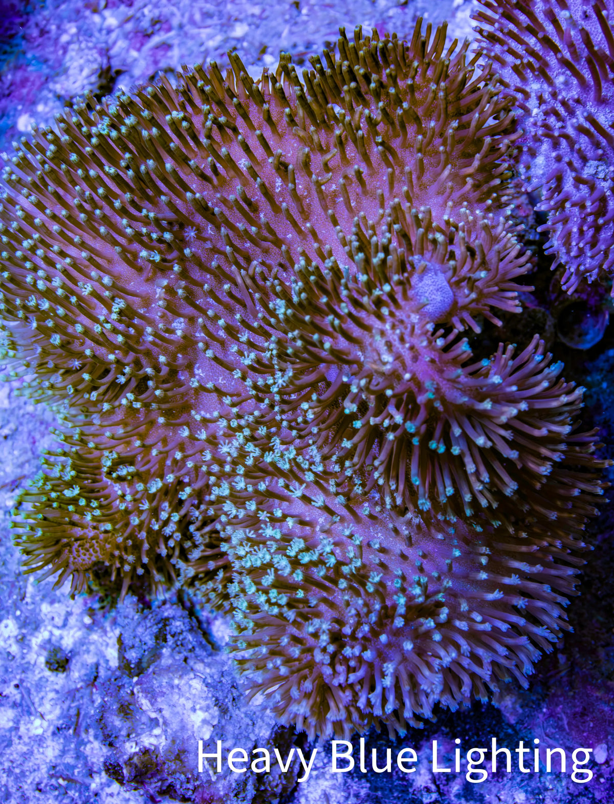 Pink Long Polyp Leather Coral, 7cm WYSIWYG M1B2 Pink Long Polyp Leather Coral, 7cm WYSIWYG M1B2 Soft Coral Pink Long Polyp Leather Coral, 7cm WYSIWYG M1B2 Zeo Box Reef