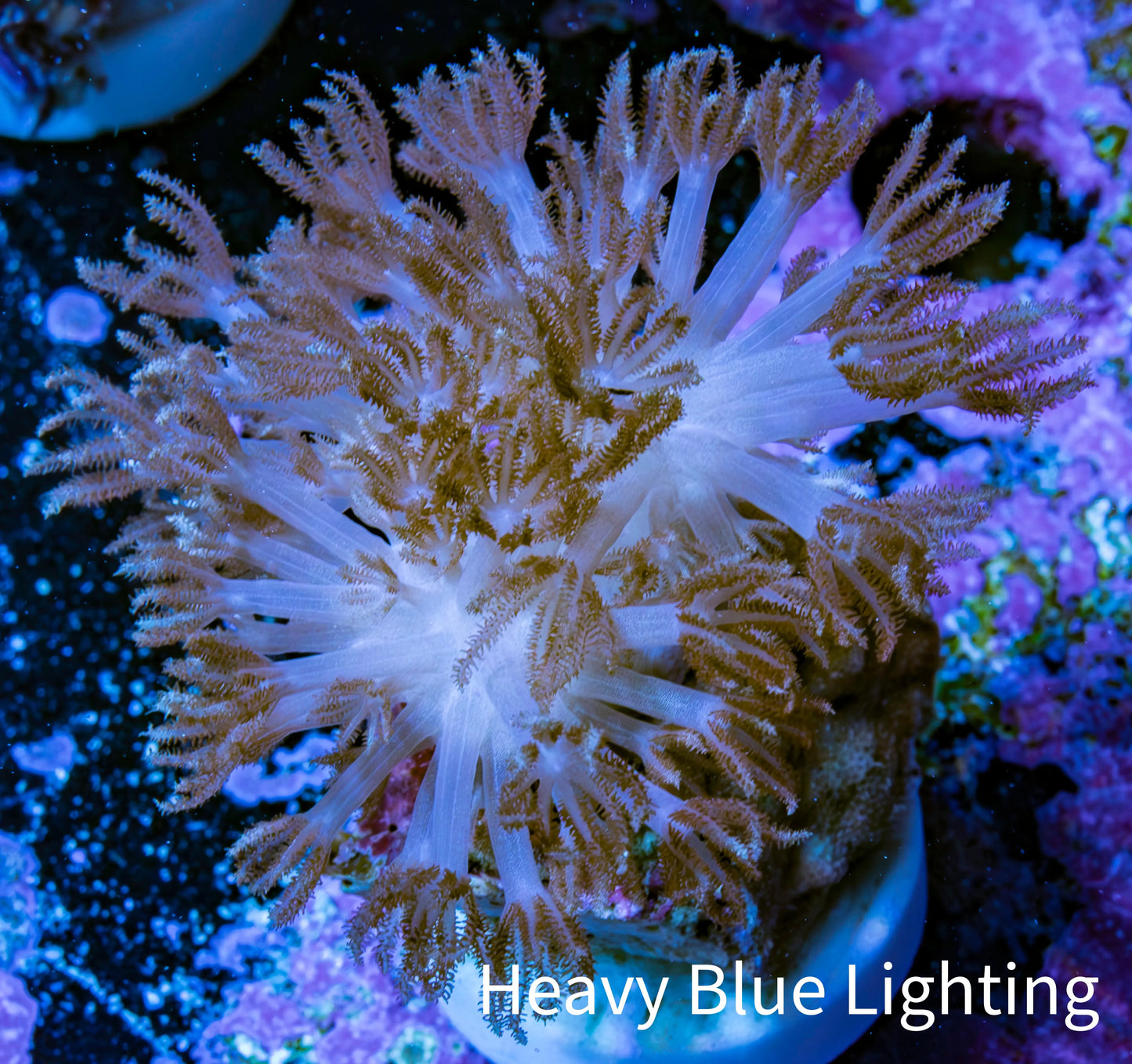 Pink Pulsing Xenia Coral Frag (Copy) Pink Pulsing Xenia Coral Frag (Copy) Soft Coral Pink Pulsing Xenia Coral Frag (Copy) Zeo Box Reef