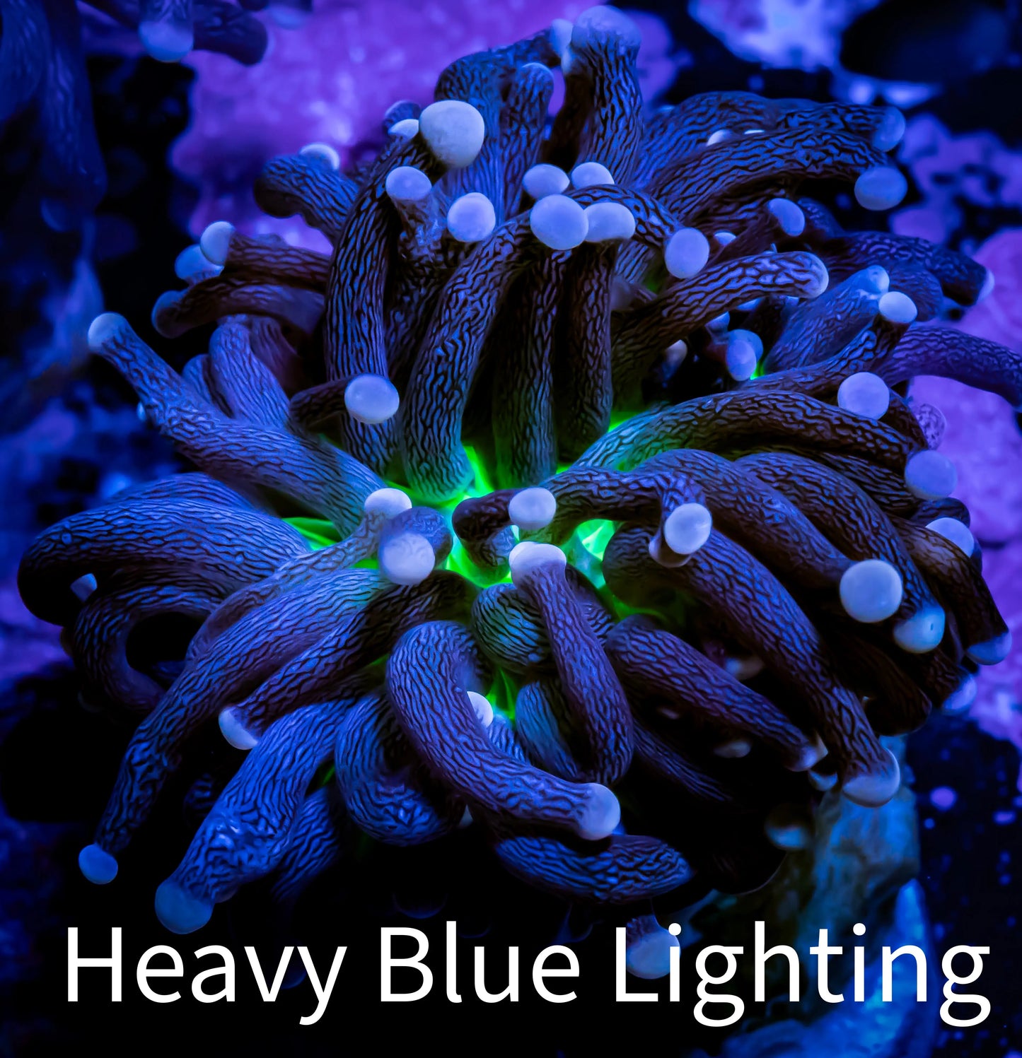 Pink Tip Toxic Green Base Joker Torch Coral WYSIWYG 5cm H11R1B1 Pink Tip Toxic Green Base Joker Torch Coral WYSIWYG 5cm H11R1B1 LPS Pink Tip Toxic Green Base Joker Torch Coral WYSIWYG 5cm H11R1B1 Zeo Box Reef