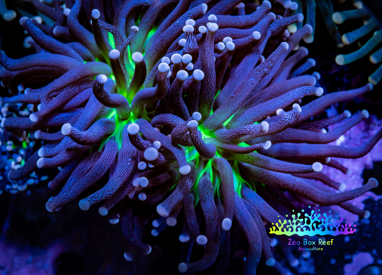 Pink Tip Toxic Green Base Joker Torch Coral WYSIWYG 7cm Pink Tip Toxic Green Base Joker Torch Coral WYSIWYG 7cm LPS Pink Tip Toxic Green Base Joker Torch Coral WYSIWYG 7cm Zeo Box Reef