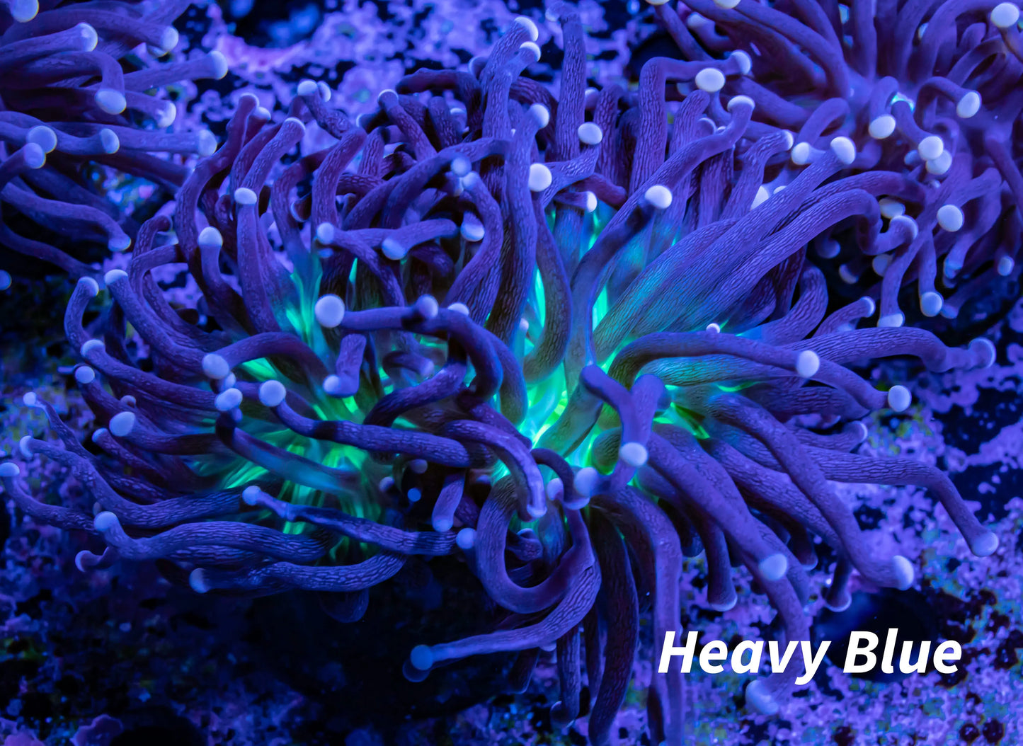 Pink Tip Toxic Green Base Torch Coral 7cm Pink Tip Toxic Green Base Torch Coral 7cm LPS Pink Tip Toxic Green Base Torch Coral 7cm Zeo Box Reef