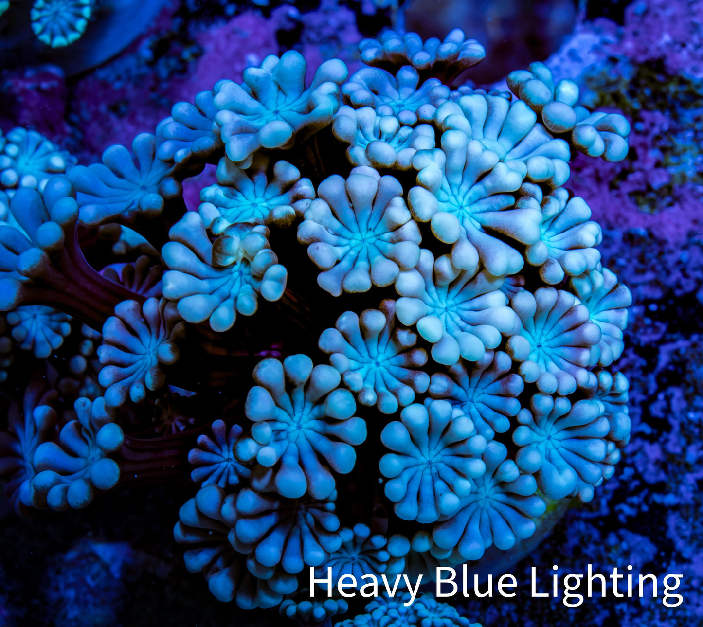 Pink & Blue Alveopora Coral Frag A2 Pink & Blue Alveopora Coral Frag A2 Animals & Pet Supplies Pink & Blue Alveopora Coral Frag A2 Zeo Box Reef