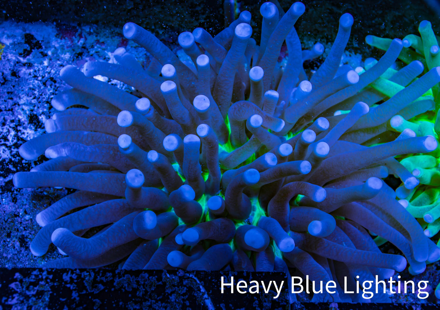 Plate Coral- Ultra Heliofungia Coral 10cm WYSIWYG Plate Coral- Ultra Heliofungia Coral 10cm WYSIWYG LPS Plate Coral- Ultra Heliofungia Coral 10cm WYSIWYG Zeo Box Reef