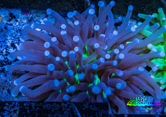 Plate Coral- Ultra Heliofungia Coral  10cm WYSIWYG Plate Coral- Ultra Heliofungia Coral  10cm WYSIWYG LPS Plate Coral- Ultra Heliofungia Coral  10cm WYSIWYG Zeo Box Reef