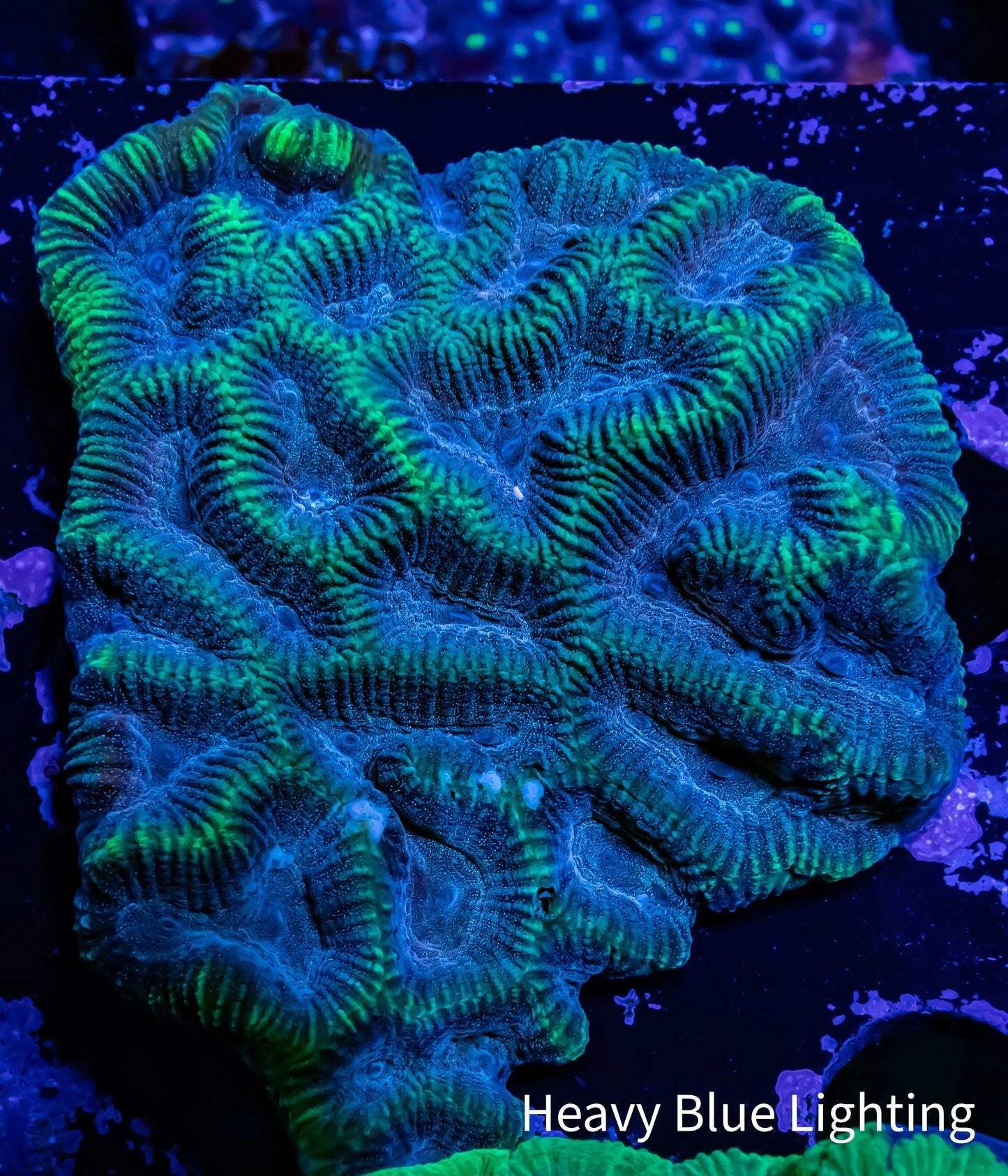 Platygyra Coral--6cm WYSIWYG Platygyra Coral--6cm WYSIWYG Aquarium Decor Platygyra Coral--6cm WYSIWYG Zeo Box Reef