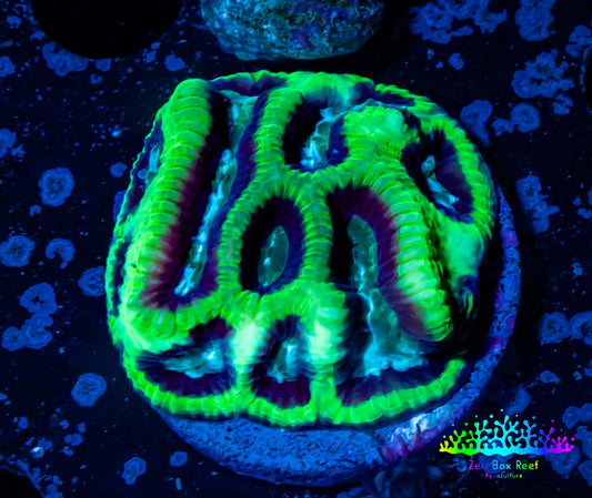 Platygyra Coral--Frag WYSIWYG Platygyra Coral--Frag WYSIWYG Aquarium Decor Platygyra Coral--Frag WYSIWYG Zeo Box Reef