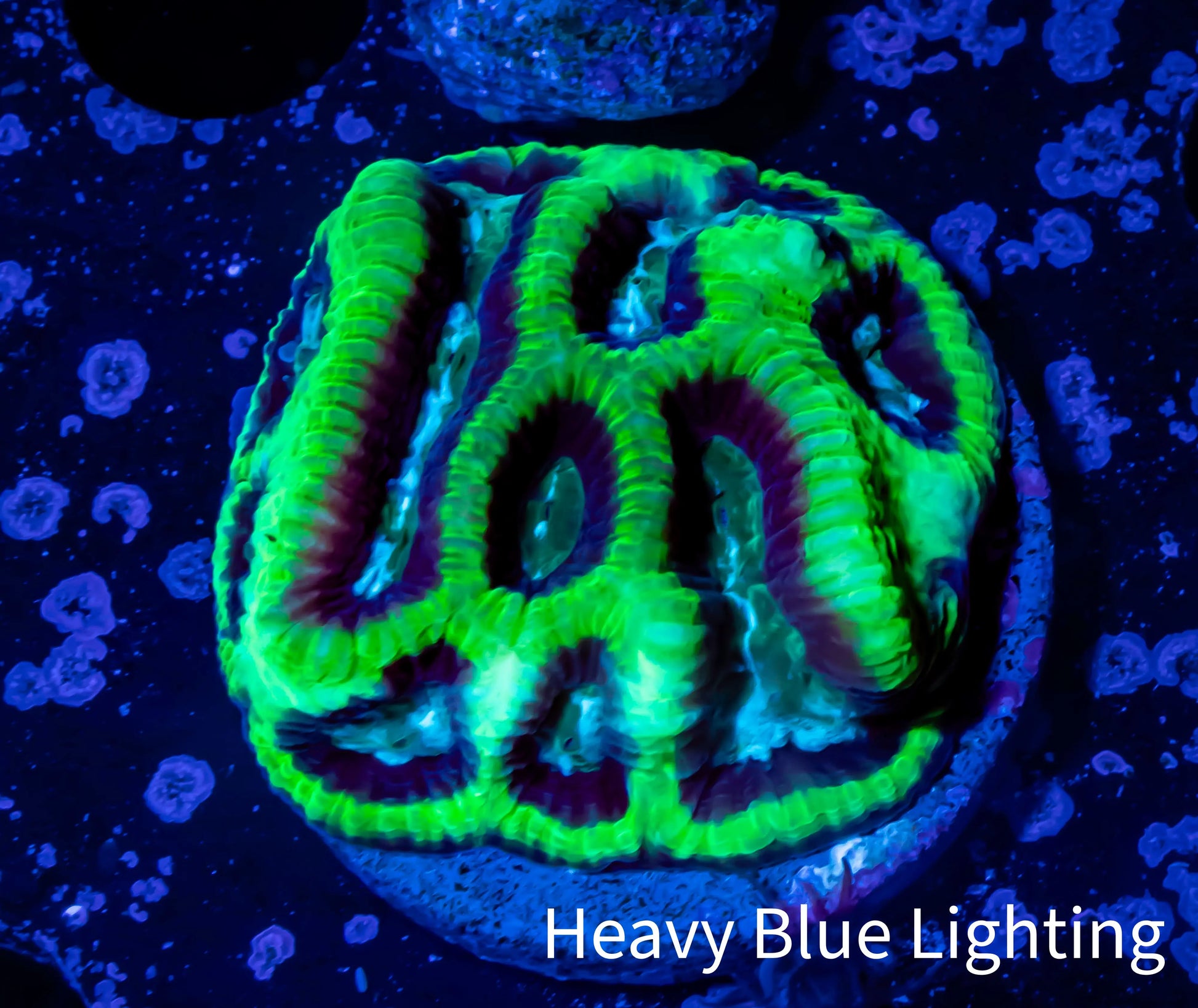 Platygyra Coral--Frag WYSIWYG Platygyra Coral--Frag WYSIWYG Aquarium Decor Platygyra Coral--Frag WYSIWYG Zeo Box Reef