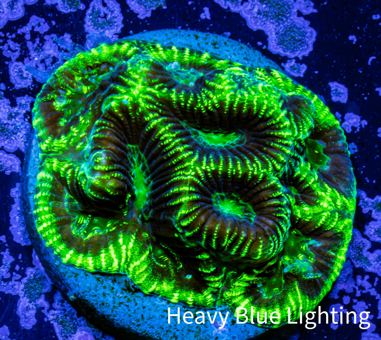 Platygyra Coral--Frag WYSIWYG Platygyra Coral--Frag WYSIWYG Aquarium Decor Platygyra Coral--Frag WYSIWYG Zeo Box Reef