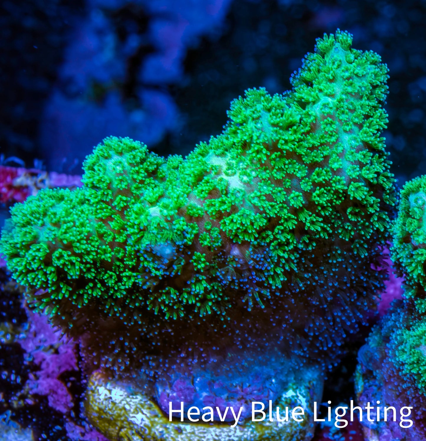 Pocilliopora Coral- Nuclear Green Pocci Frag Pocilliopora Coral- Nuclear Green Pocci Frag SPS Pocilliopora Coral- Nuclear Green Pocci Frag Zeo Box Reef