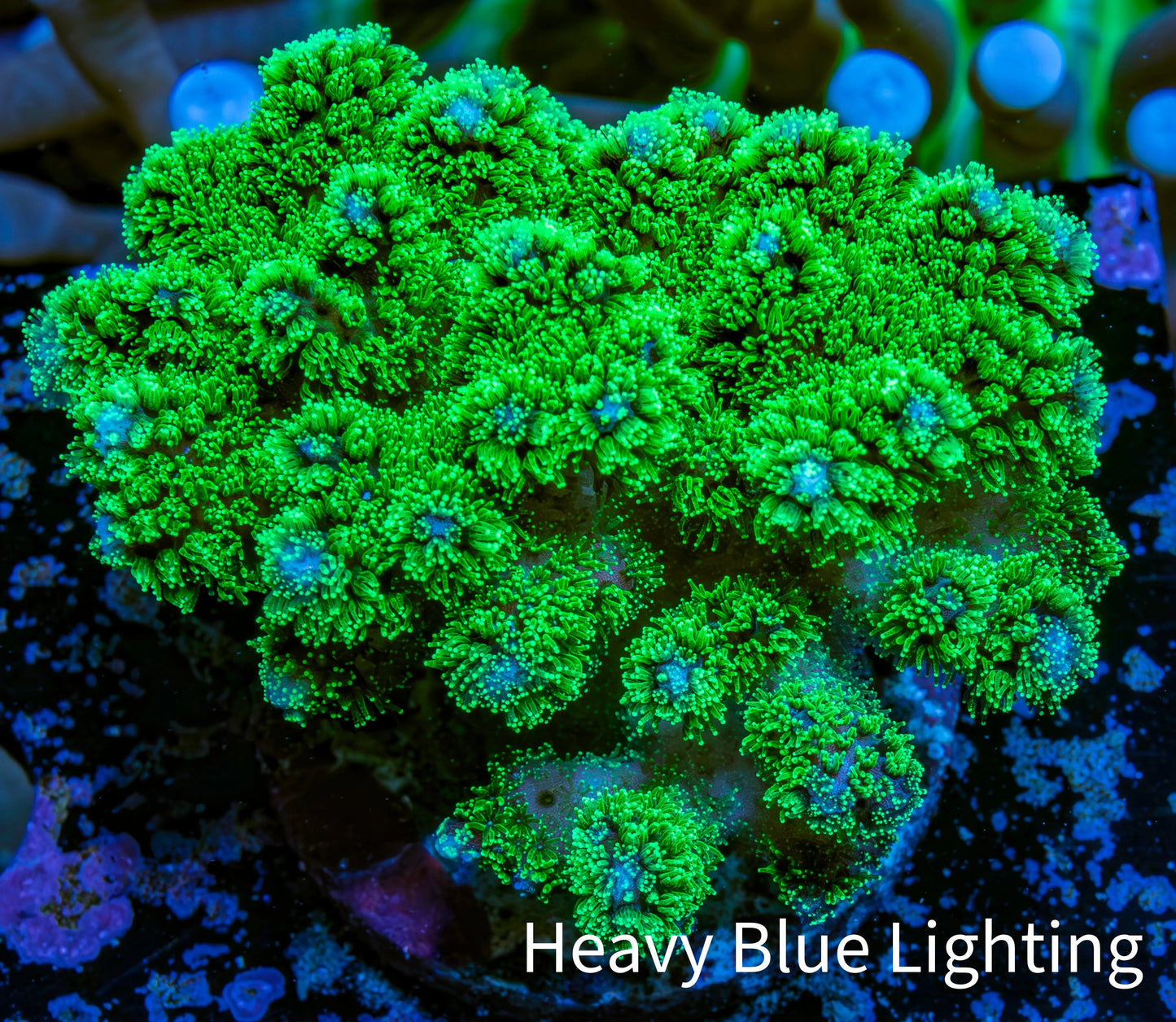 Pocilliopora Coral- Nuclear Green Pocci Frag Pocilliopora Coral- Nuclear Green Pocci Frag SPS Pocilliopora Coral- Nuclear Green Pocci Frag Zeo Box Reef
