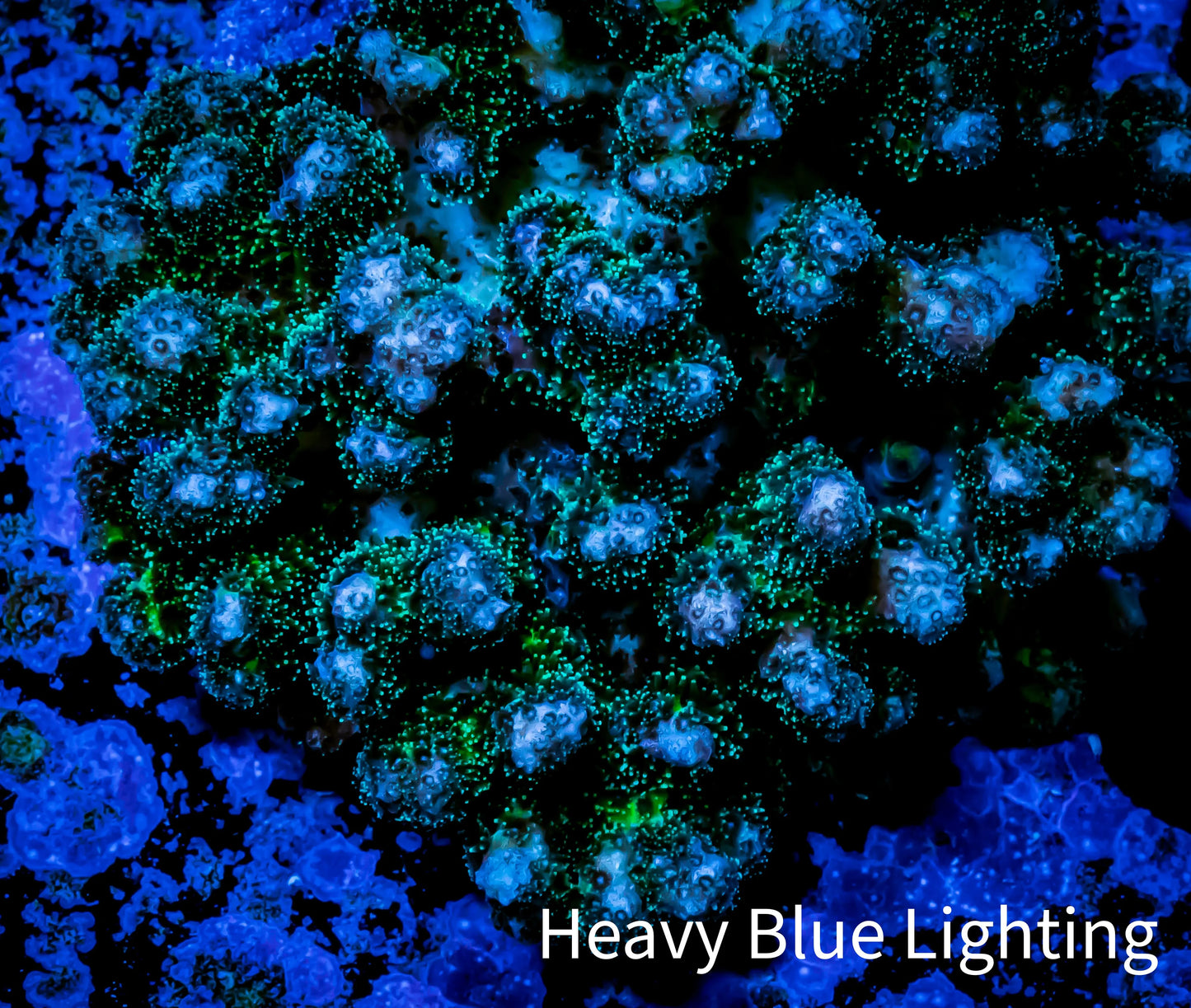 Pocilliopora Coral- ZBR Watermelon Pocci 4cm Pocilliopora Coral- ZBR Watermelon Pocci 4cm SPS Pocilliopora Coral- ZBR Watermelon Pocci 4cm Zeo Box Reef