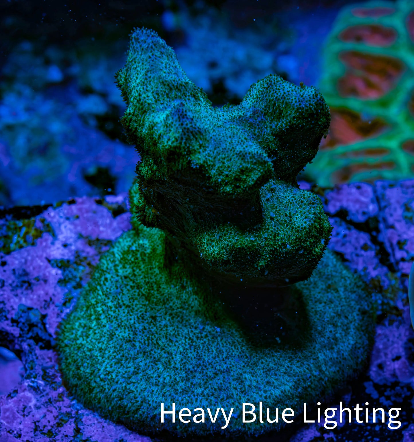 Porities Coral Frag WYSIWYG A3R5B1 Porities Coral Frag WYSIWYG A3R5B1 SPS Porities Coral Frag WYSIWYG A3R5B1 Zeo Box Reef