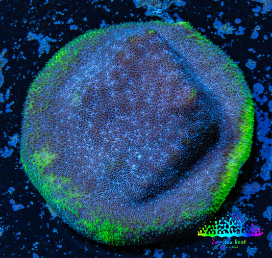 Psammocora Coral- Frag-  WYSIWYG Frag Psammocora Coral- Frag-  WYSIWYG Frag SPS Psammocora Coral- Frag-  WYSIWYG Frag Zeo Box Reef