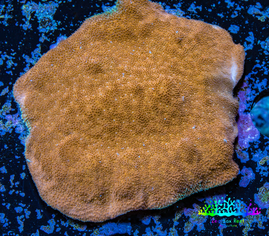 Psammocora Coral- Frag-  WYSIWYG Frag Psammocora Coral- Frag-  WYSIWYG Frag SPS Psammocora Coral- Frag-  WYSIWYG Frag Zeo Box Reef