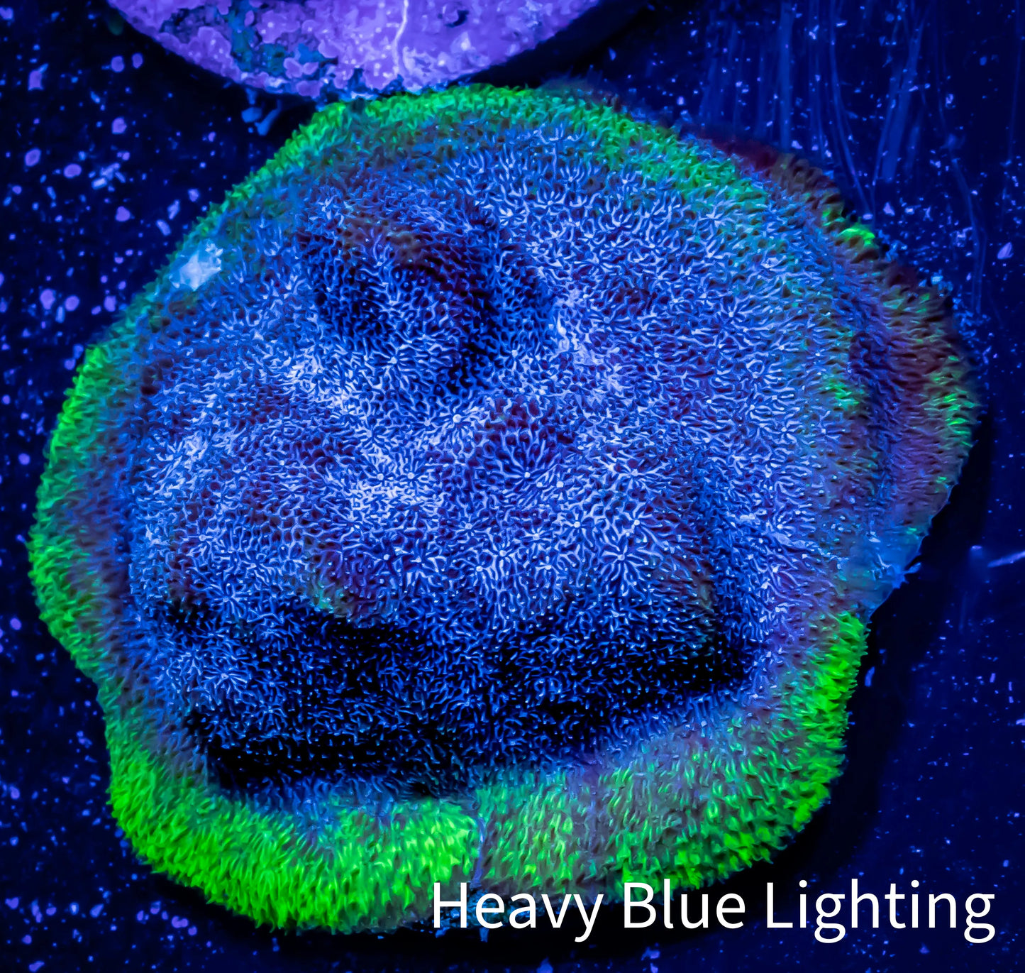Psammocora Coral- Frag- WYSIWYG Psammocora Coral- Frag- WYSIWYG SPS Psammocora Coral- Frag- WYSIWYG Zeo Box Reef