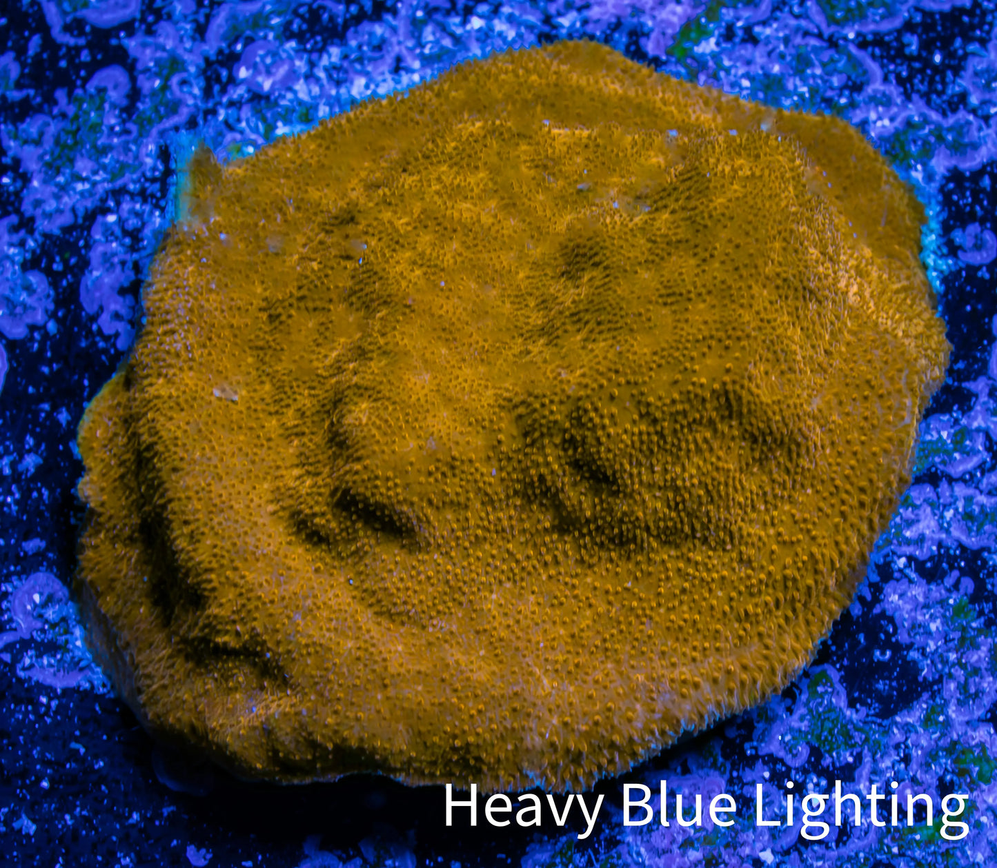 Psammocora Coral- Frag- WYSIWYG Psammocora Coral- Frag- WYSIWYG SPS Psammocora Coral- Frag- WYSIWYG Zeo Box Reef