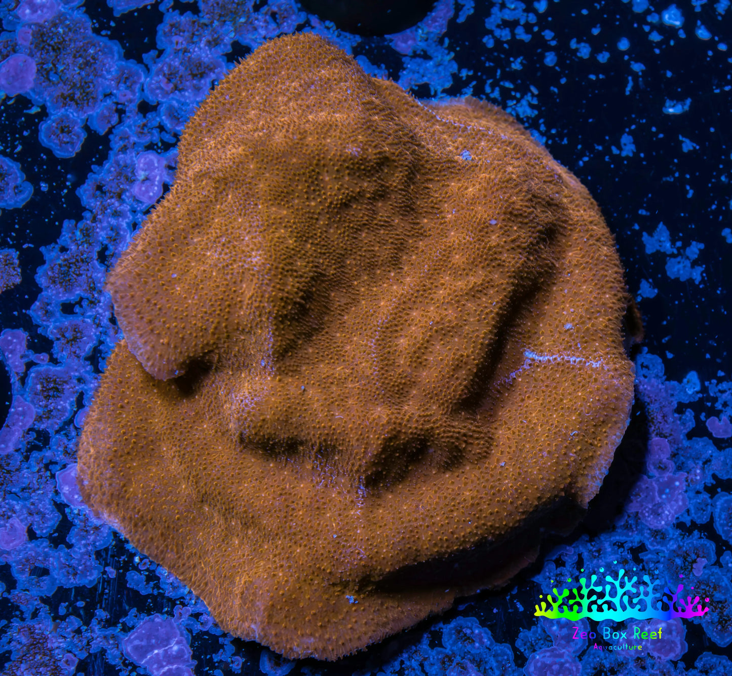Psammocora Coral- Frag- WYSIWYG Psammocora Coral- Frag- WYSIWYG SPS Psammocora Coral- Frag- WYSIWYG Zeo Box Reef