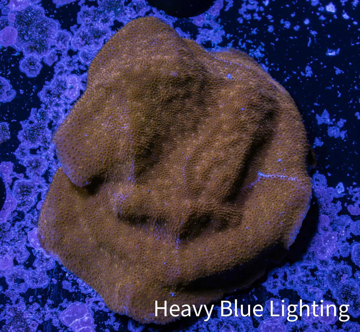 Psammocora Coral- Frag- WYSIWYG Psammocora Coral- Frag- WYSIWYG SPS Psammocora Coral- Frag- WYSIWYG Zeo Box Reef