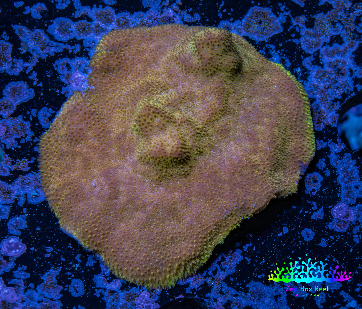 Psammocora Coral- Frag- WYSIWYG Psammocora Coral- Frag- WYSIWYG SPS Psammocora Coral- Frag- WYSIWYG Zeo Box Reef