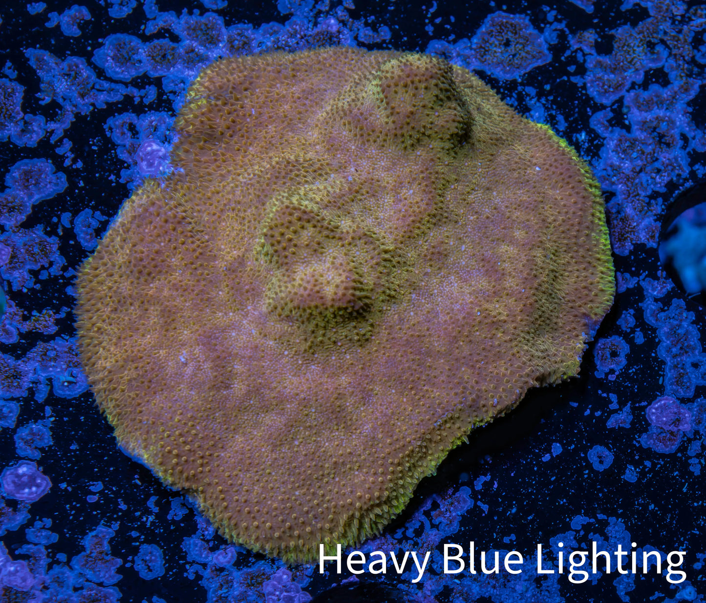 Psammocora Coral- Frag- WYSIWYG Psammocora Coral- Frag- WYSIWYG SPS Psammocora Coral- Frag- WYSIWYG Zeo Box Reef