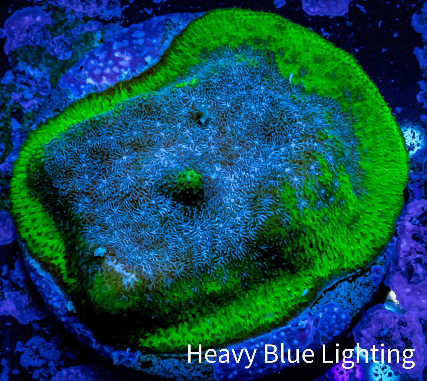 Psammocora Coral- SPS Frag- WYSIWYG Psammocora Coral- SPS Frag- WYSIWYG SPS Psammocora Coral- SPS Frag- WYSIWYG Zeo Box Reef
