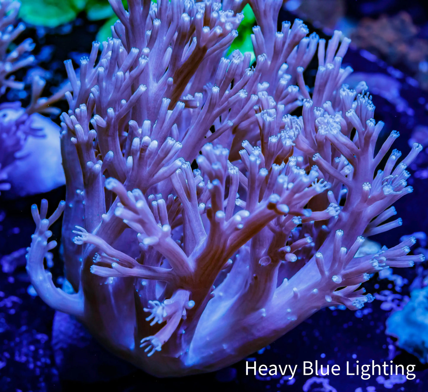 Pulsing Xenia Coral WYSIWYG 12cm Pulsing Xenia Coral WYSIWYG 12cm Soft Coral Pulsing Xenia Coral WYSIWYG 12cm Zeo Box Reef