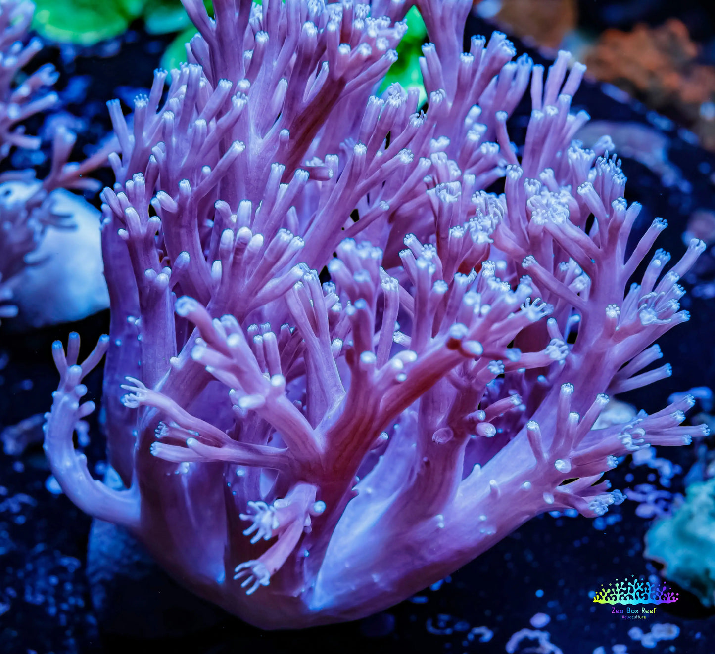 Pulsing Xenia Coral WYSIWYG 12cm Pulsing Xenia Coral WYSIWYG 12cm Soft Coral Pulsing Xenia Coral WYSIWYG 12cm Zeo Box Reef