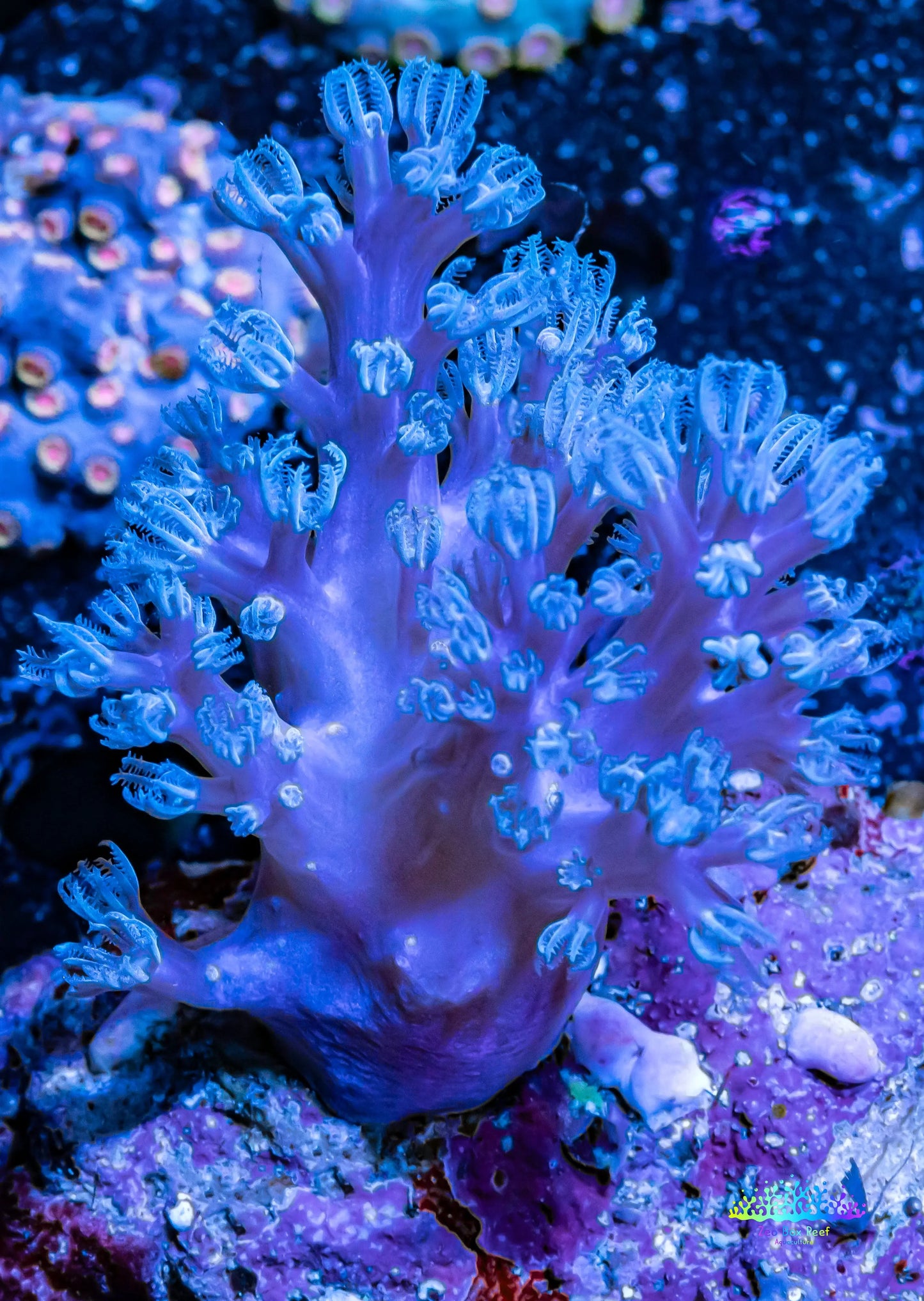 Pulsing Xenia Coral WYSIWYG 6cm Pulsing Xenia Coral WYSIWYG 6cm Soft Coral Pulsing Xenia Coral WYSIWYG 6cm Zeo Box Reef
