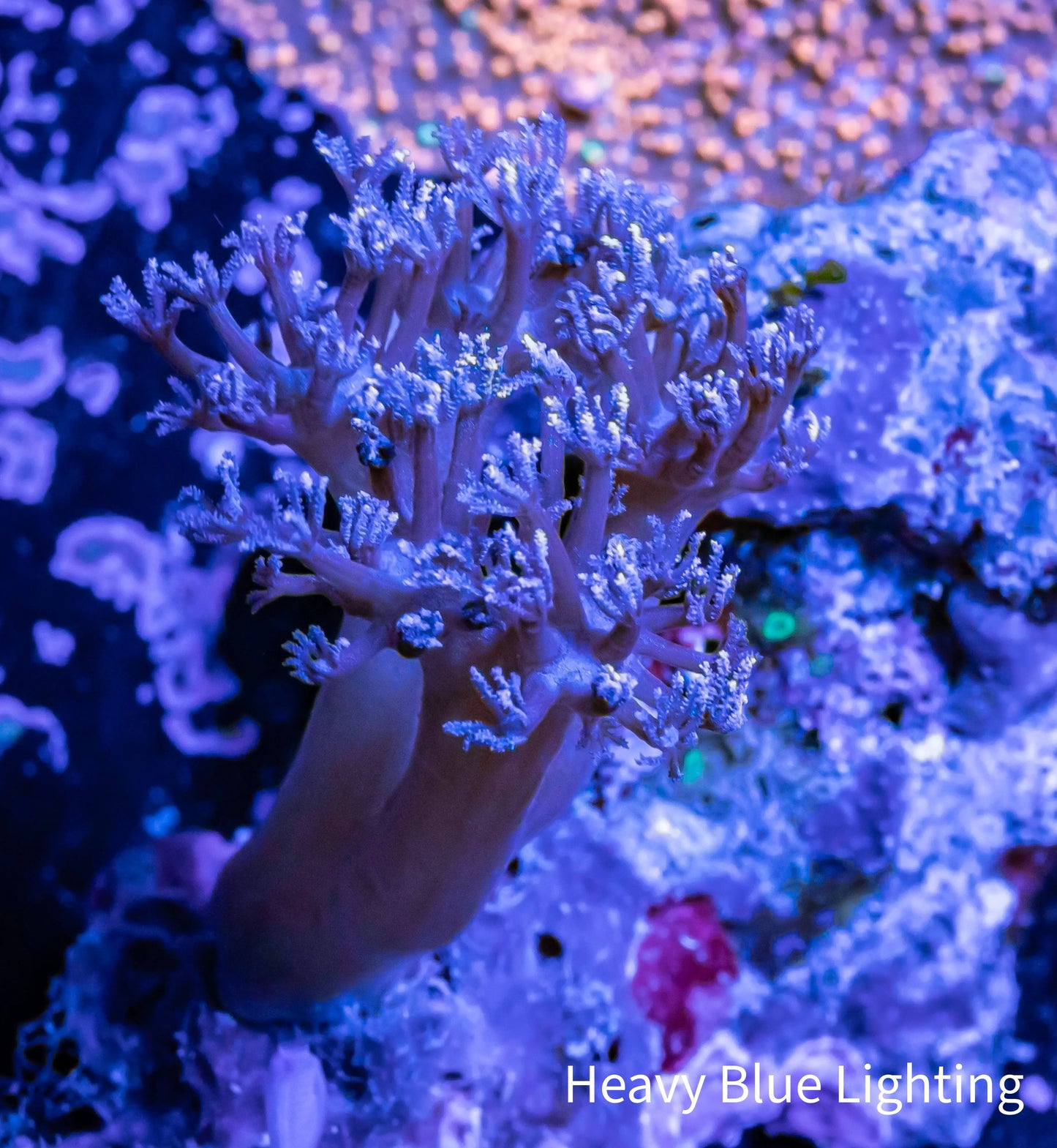 Pulsing Xenia Coral WYSIWYG 6cm Pulsing Xenia Coral WYSIWYG 6cm Soft Coral Pulsing Xenia Coral WYSIWYG 6cm Zeo Box Reef