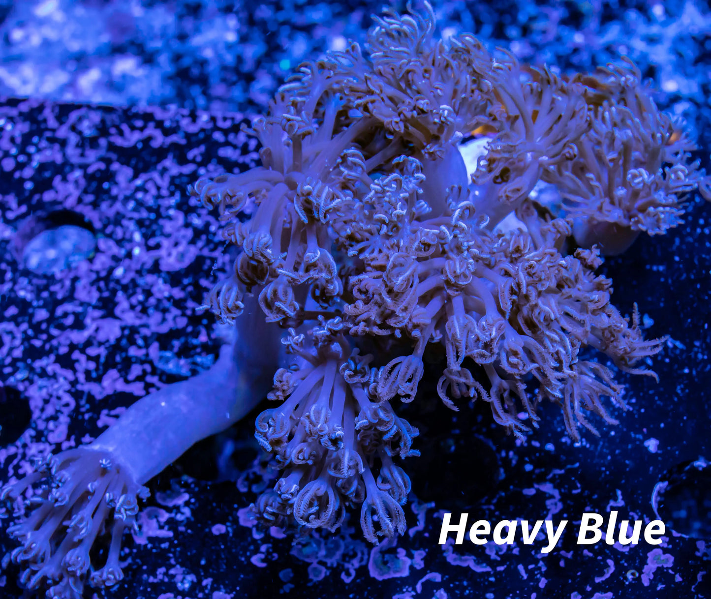 Pulsing Xenia Coral WYSIWYG 8cm Pulsing Xenia Coral WYSIWYG 8cm Soft Coral Pulsing Xenia Coral WYSIWYG 8cm Zeo Box Reef