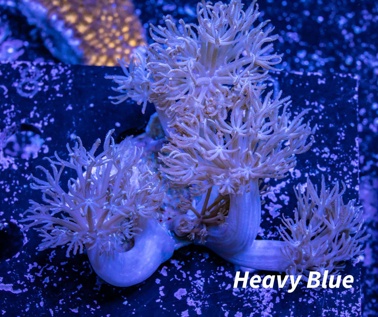 Pulsing Xenia Coral WYSIWYG 8cm Pulsing Xenia Coral WYSIWYG 8cm Soft Coral Pulsing Xenia Coral WYSIWYG 8cm Zeo Box Reef