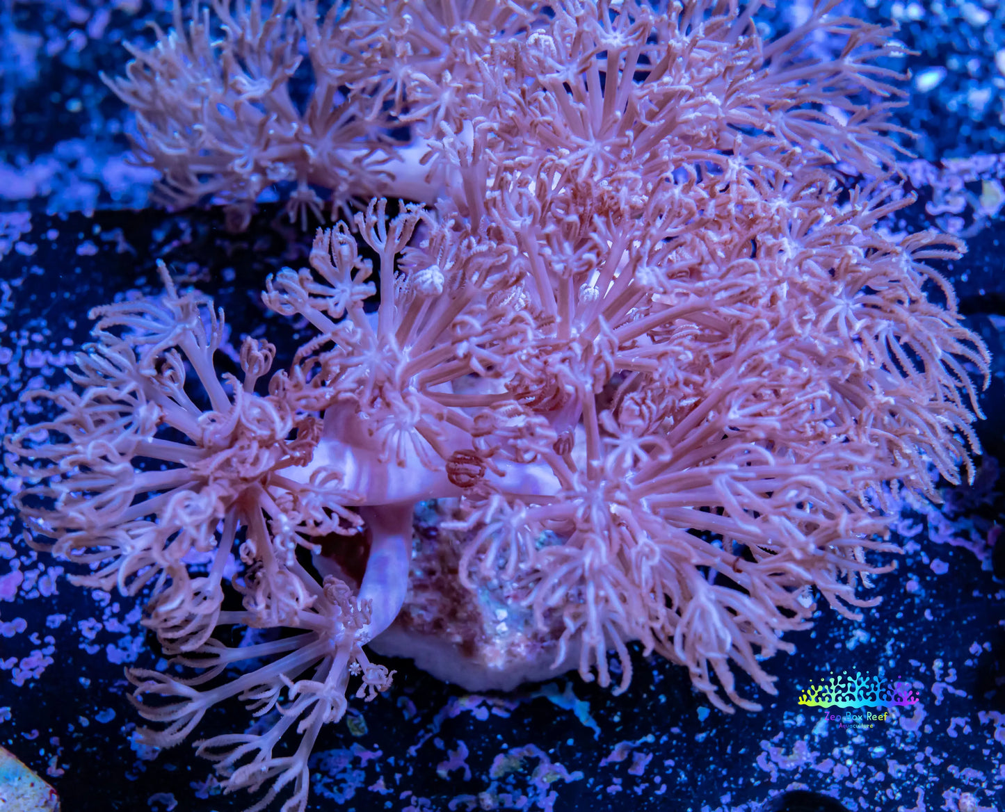 Pulsing Xenia Coral WYSIWYG 8cm Pulsing Xenia Coral WYSIWYG 8cm Soft Coral Pulsing Xenia Coral WYSIWYG 8cm Zeo Box Reef