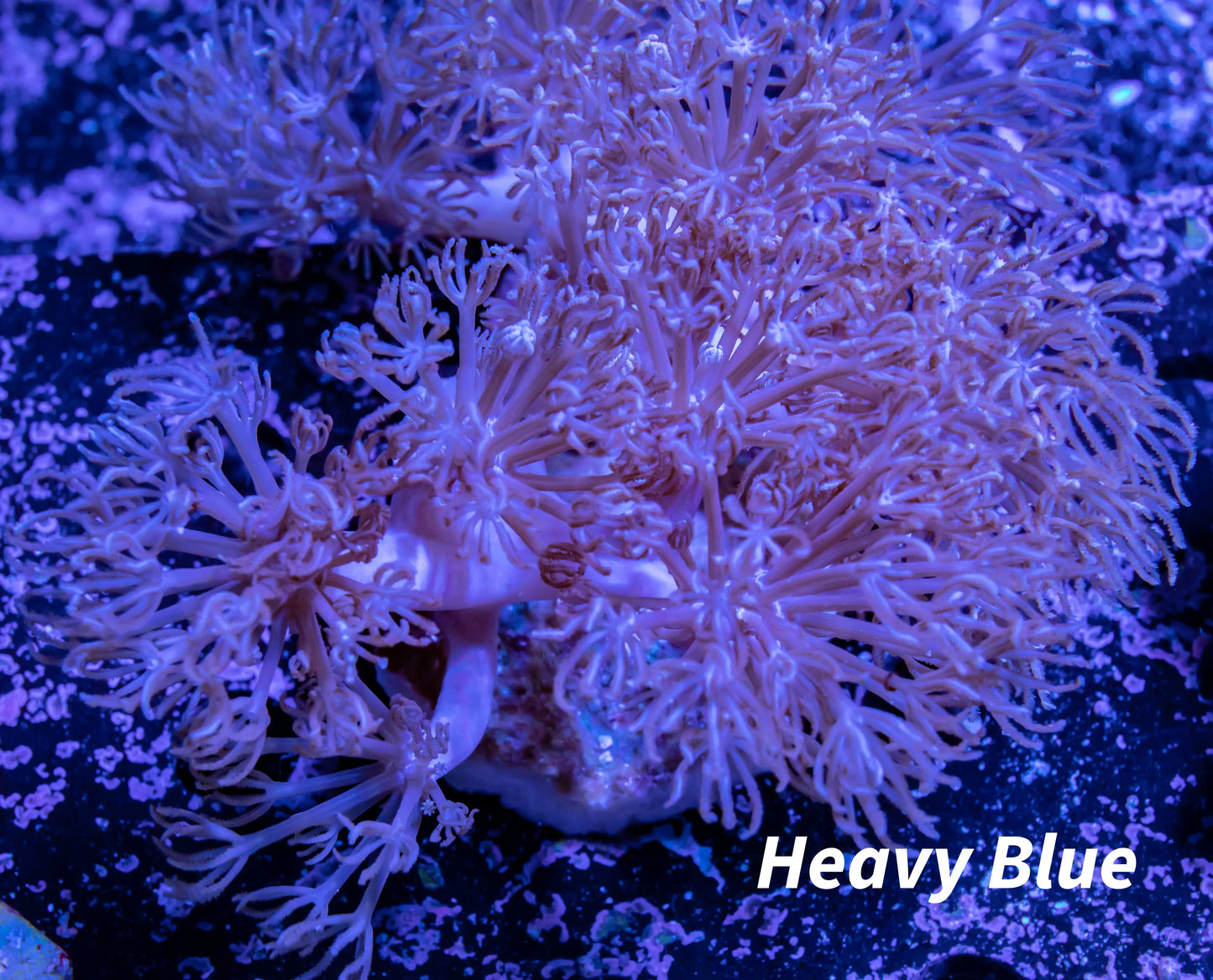 Pulsing Xenia Coral WYSIWYG 8cm Pulsing Xenia Coral WYSIWYG 8cm Soft Coral Pulsing Xenia Coral WYSIWYG 8cm Zeo Box Reef