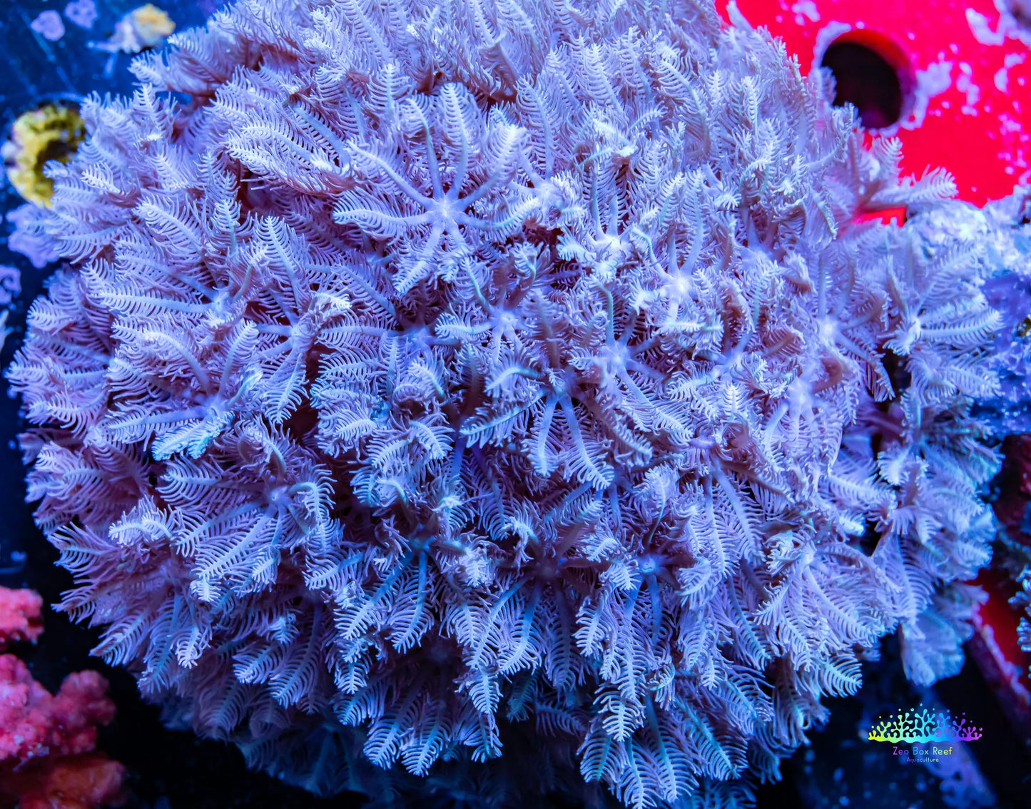 Pulsing Xenia Coral WYSIWYG 8cm Pulsing Xenia Coral WYSIWYG 8cm Soft Coral Pulsing Xenia Coral WYSIWYG 8cm Zeo Box Reef