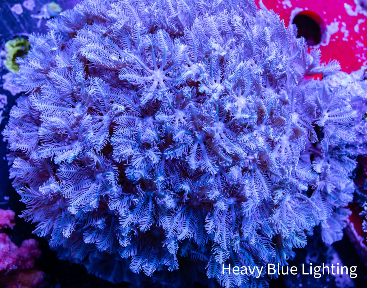 Pulsing Xenia Coral WYSIWYG 8cm Pulsing Xenia Coral WYSIWYG 8cm Soft Coral Pulsing Xenia Coral WYSIWYG 8cm Zeo Box Reef