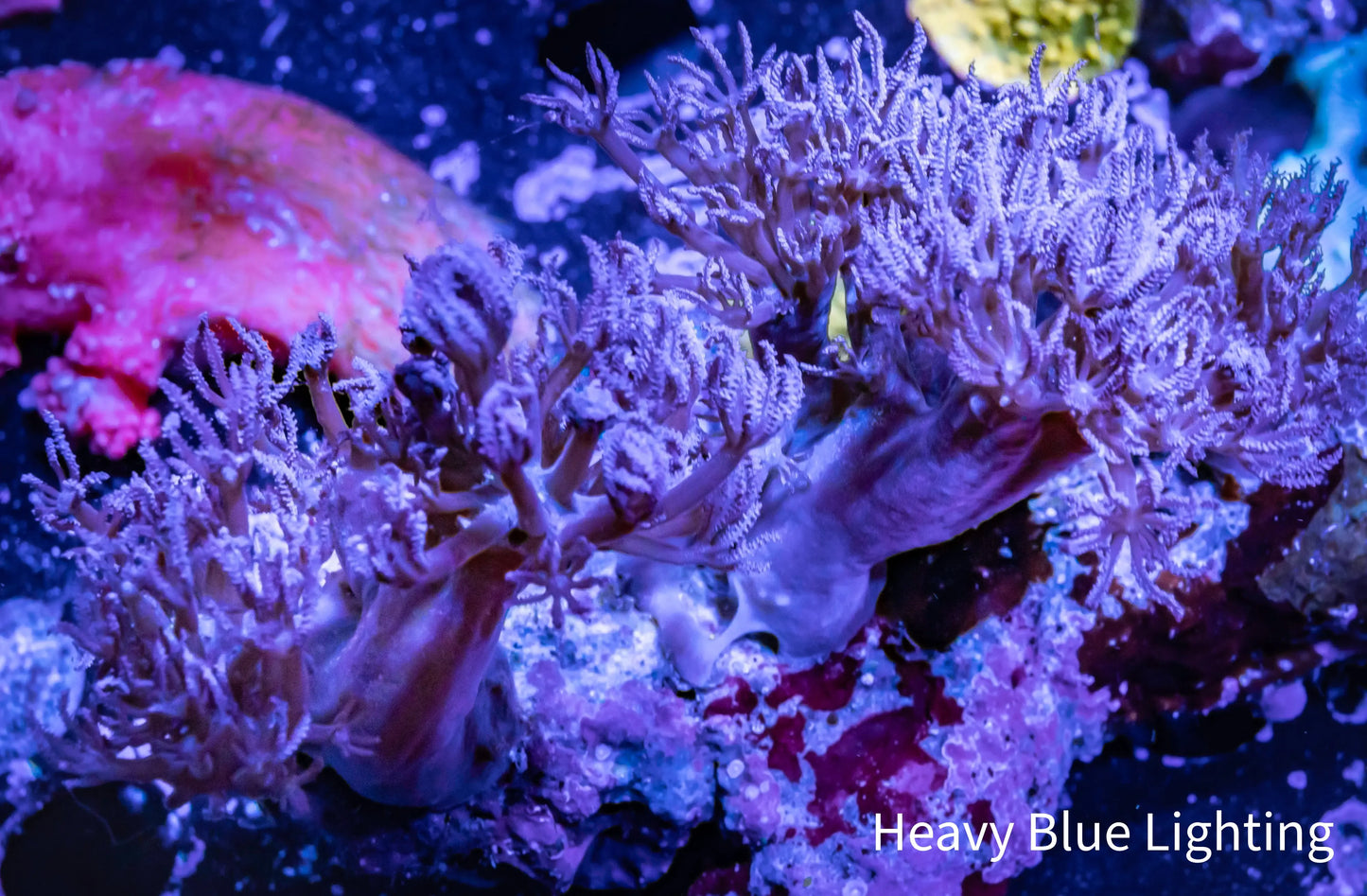 Pulsing Xenia Coral WYSIWYG 8cm Pulsing Xenia Coral WYSIWYG 8cm Soft Coral Pulsing Xenia Coral WYSIWYG 8cm Zeo Box Reef