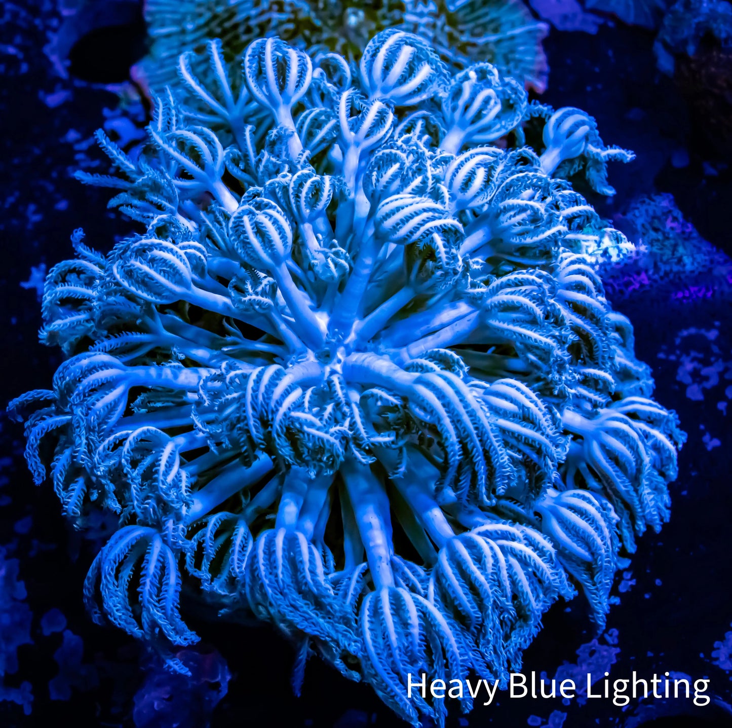Pulsing Xenia Coral Frag Pulsing Xenia Coral Frag Soft Coral Pulsing Xenia Coral Frag Zeo Box Reef