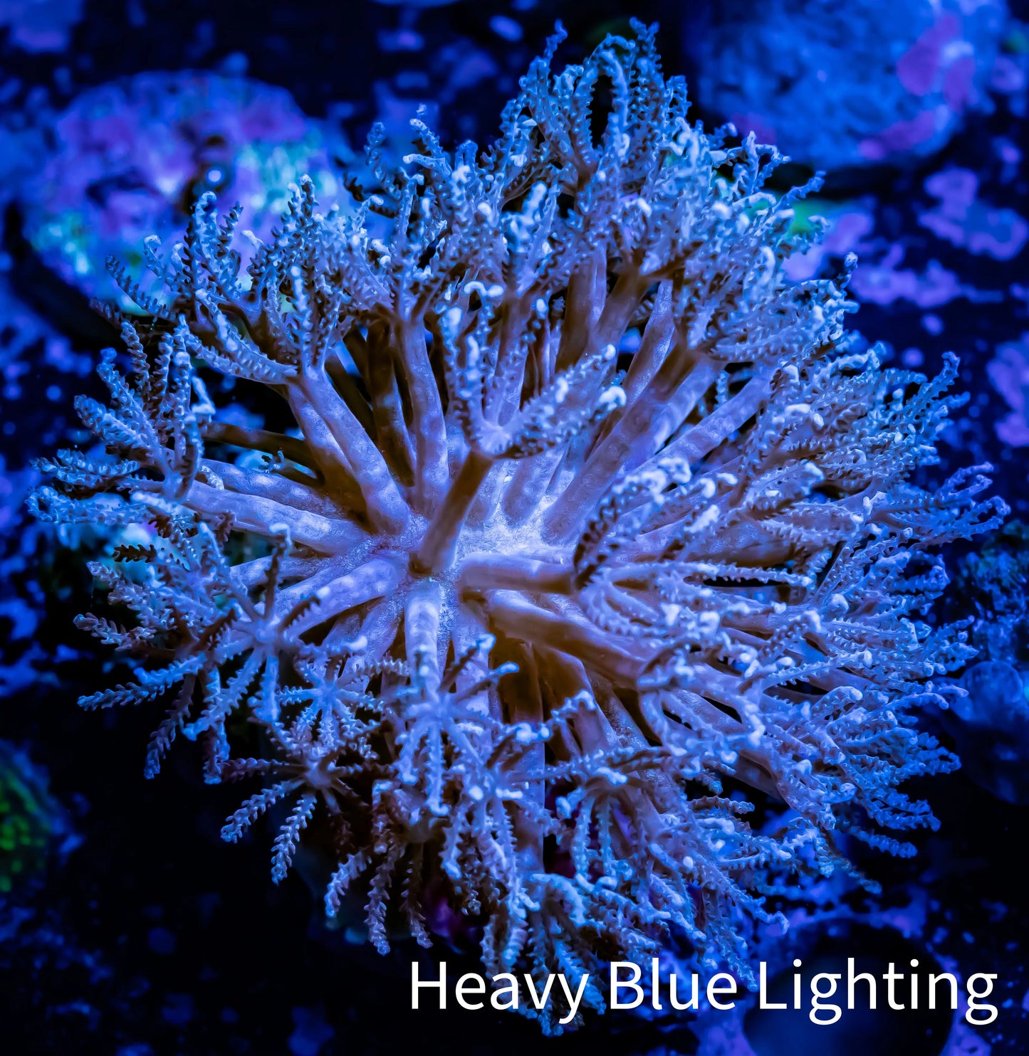 Pulsing Xenia Coral WYSIWYG 8cm Pulsing Xenia Coral WYSIWYG 8cm Soft Coral Pulsing Xenia Coral WYSIWYG 8cm Zeo Box Reef