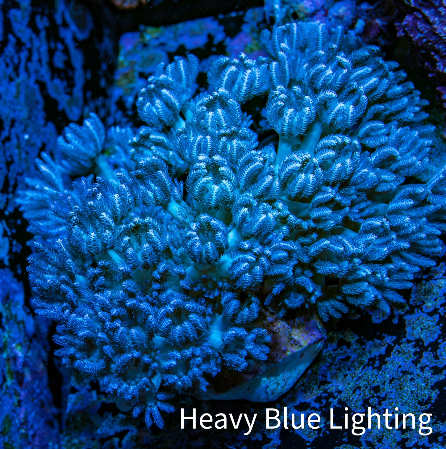 Pulsing Xenia Coral on WYSIWYG 4cm Pulsing Xenia Coral on WYSIWYG 4cm Soft Coral Pulsing Xenia Coral on WYSIWYG 4cm Zeo Box Reef