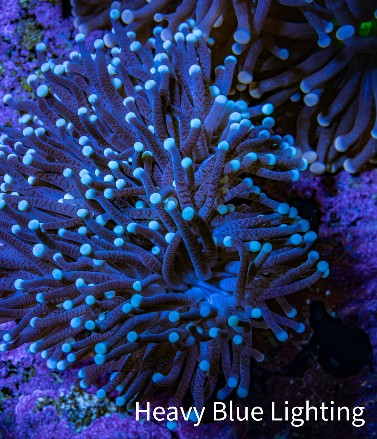 Purple Aqua Tip Torch Coral WYSIWYG 7cm Purple Aqua Tip Torch Coral WYSIWYG 7cm LPS Purple Aqua Tip Torch Coral WYSIWYG 7cm Zeo Box Reef