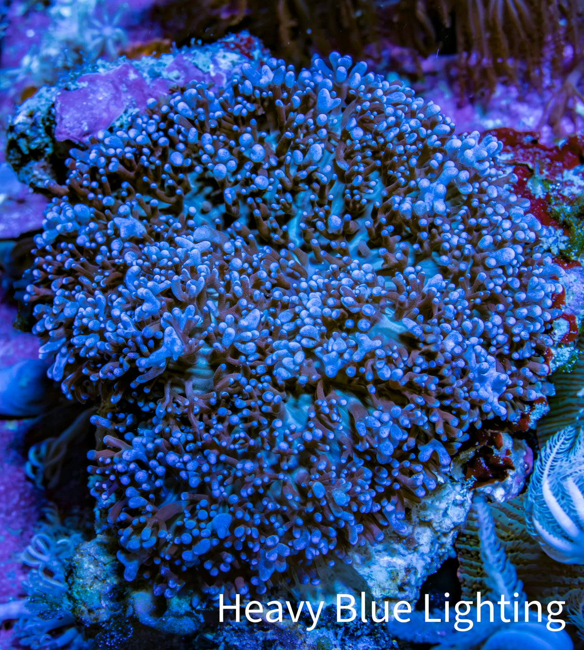 Purple Fluffy Rhodactis Coral WYSIWYG 5cm Purple Fluffy Rhodactis Coral WYSIWYG 5cm Soft Coral Purple Fluffy Rhodactis Coral WYSIWYG 5cm Zeo Box Reef