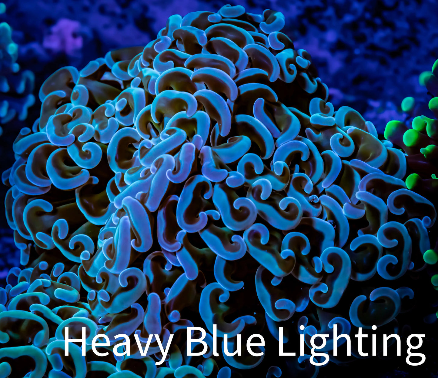 Purple Tip Hammer Coral - WYSIWYG 10cm B5R6B1 Purple Tip Hammer Coral - WYSIWYG 10cm B5R6B1 Aquarium Decor Purple Tip Hammer Coral - WYSIWYG 10cm B5R6B1 Zeo Box Reef