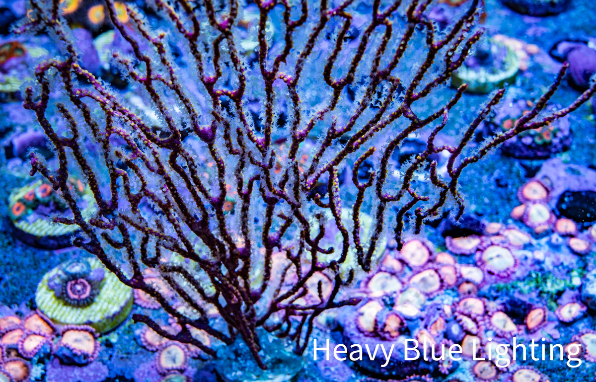 Purple White Polyp Non-Photosynthetic Gorgonian Coral WYSIWYG Purple White Polyp Non-Photosynthetic Gorgonian Coral WYSIWYG Soft Coral Purple White Polyp Non-Photosynthetic Gorgonian Coral WYSIWYG Zeo Box Reef