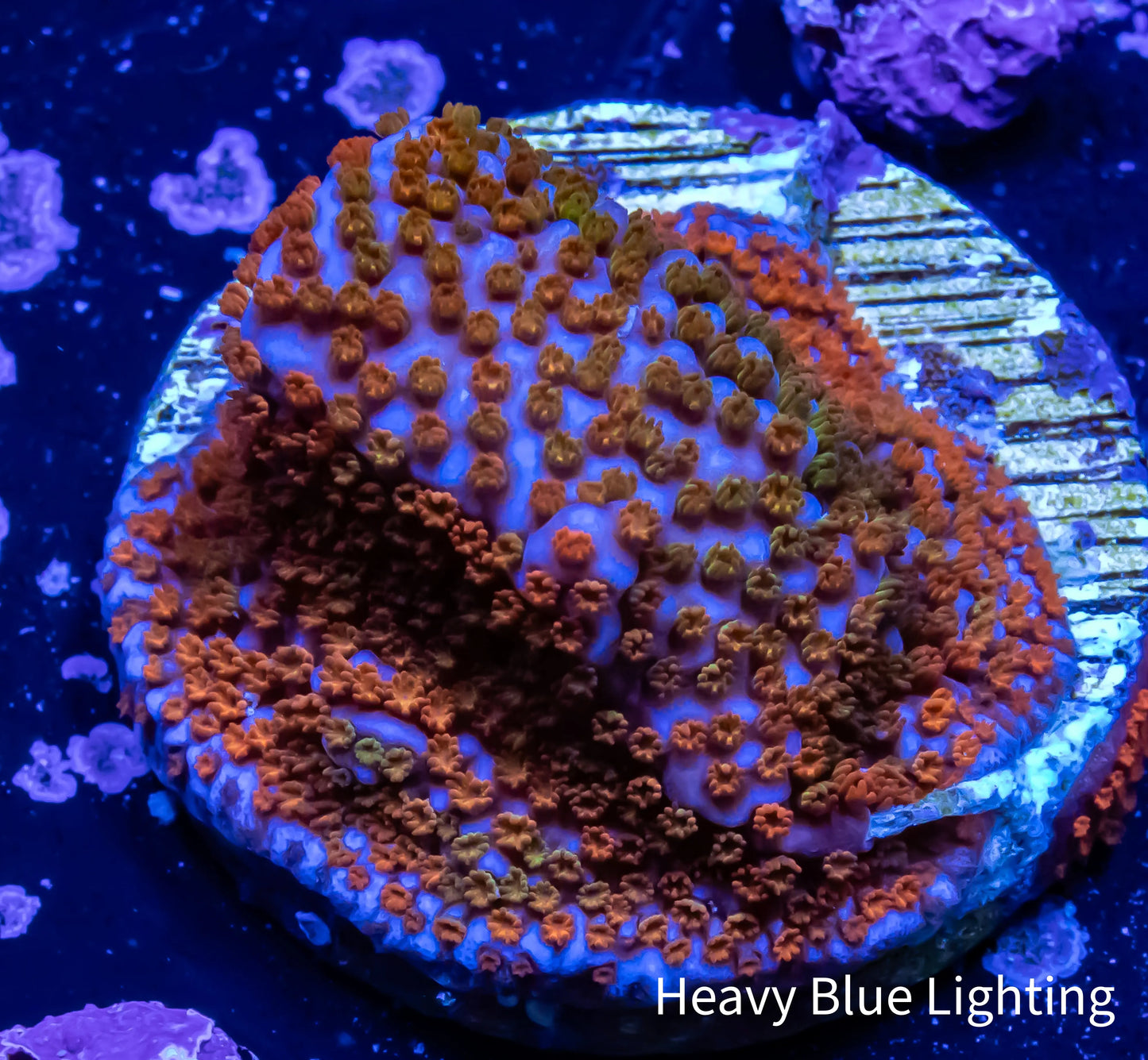 RainBow 🌈 Monti Frag RainBow 🌈 Monti Frag SPS RainBow 🌈 Monti Frag Zeo Box Reef