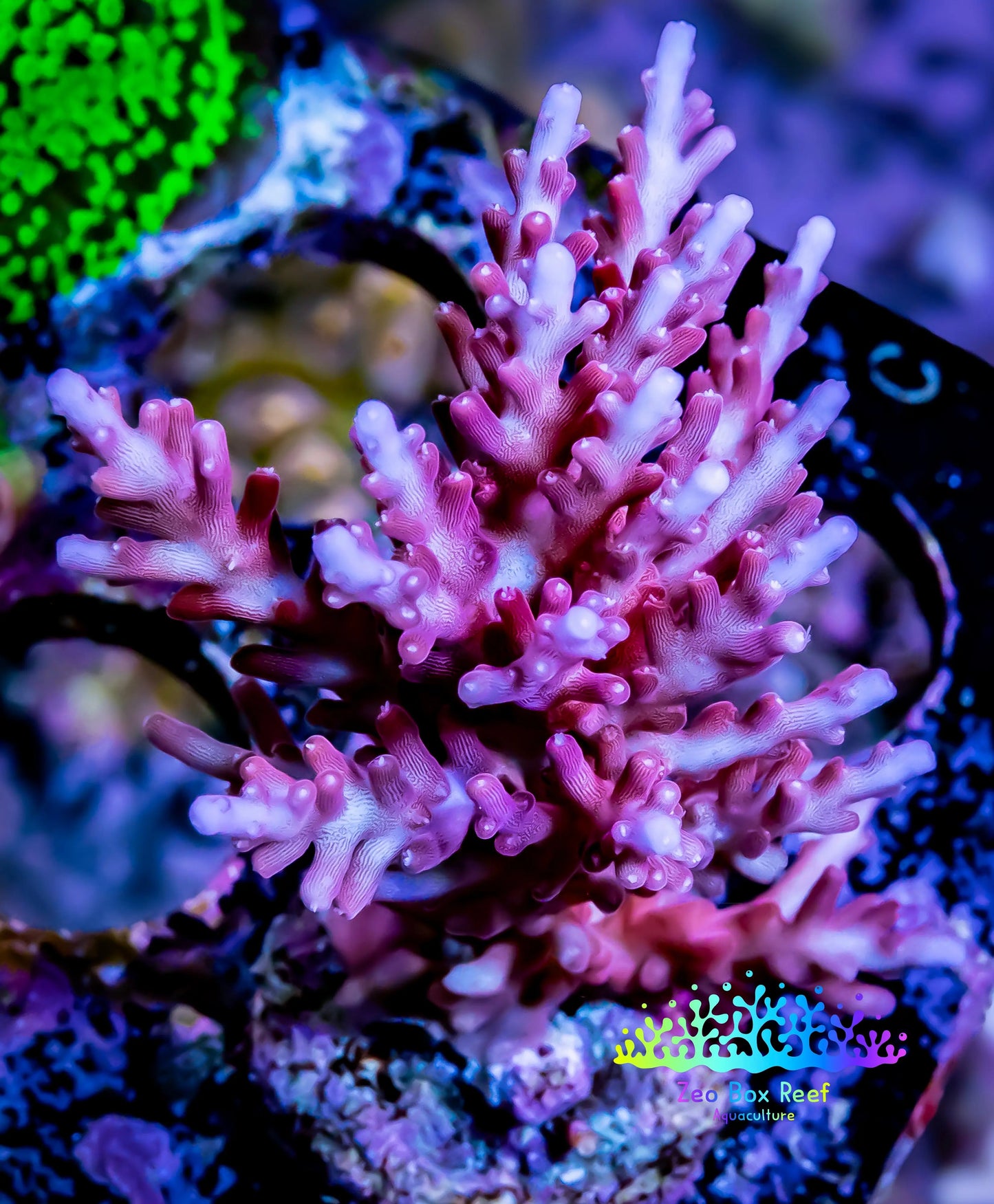 Red Dragon Acro Coral Frag WYSIWYG Red Dragon Acro Coral Frag WYSIWYG SPS Red Dragon Acro Coral Frag WYSIWYG Zeo Box Reef