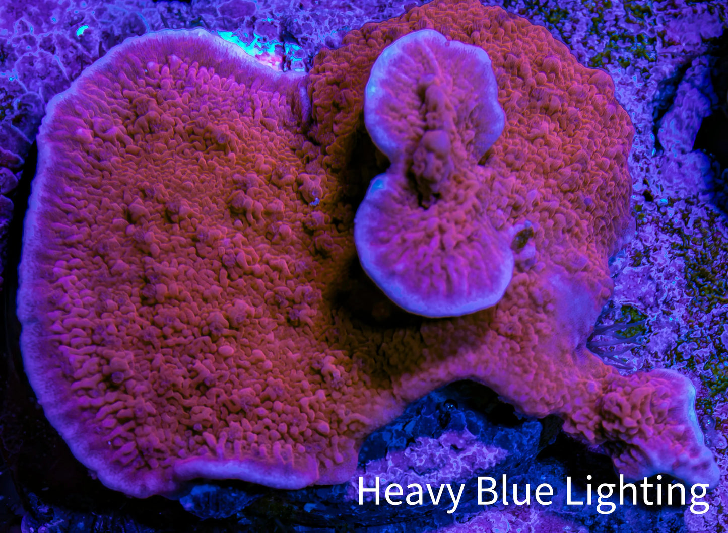 Red Scrolling Montipora Frag Red Scrolling Montipora Frag SPS Red Scrolling Montipora Frag Zeo Box Reef