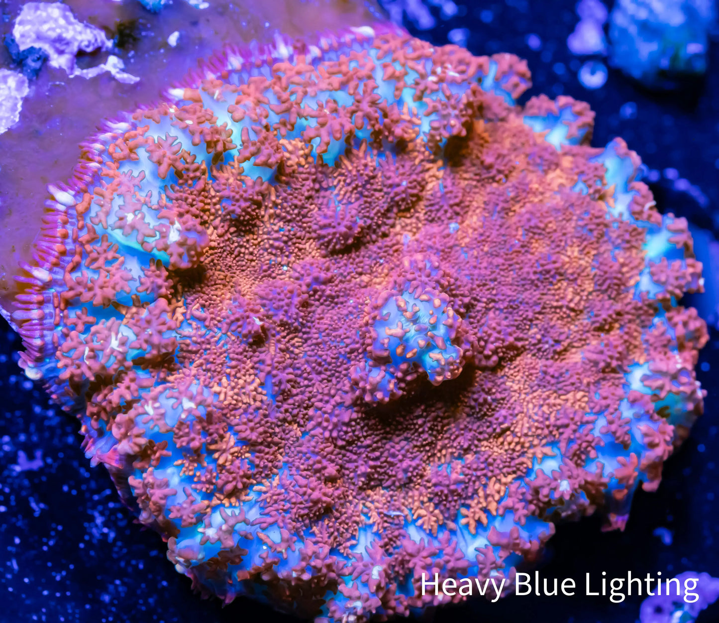 Rhodactis - Barbie Rhodactis Coral WYSIWYG 3cm Rhodactis - Barbie Rhodactis Coral WYSIWYG 3cm Animals & Pet Supplies Rhodactis - Barbie Rhodactis Coral WYSIWYG 3cm Zeo Box Reef