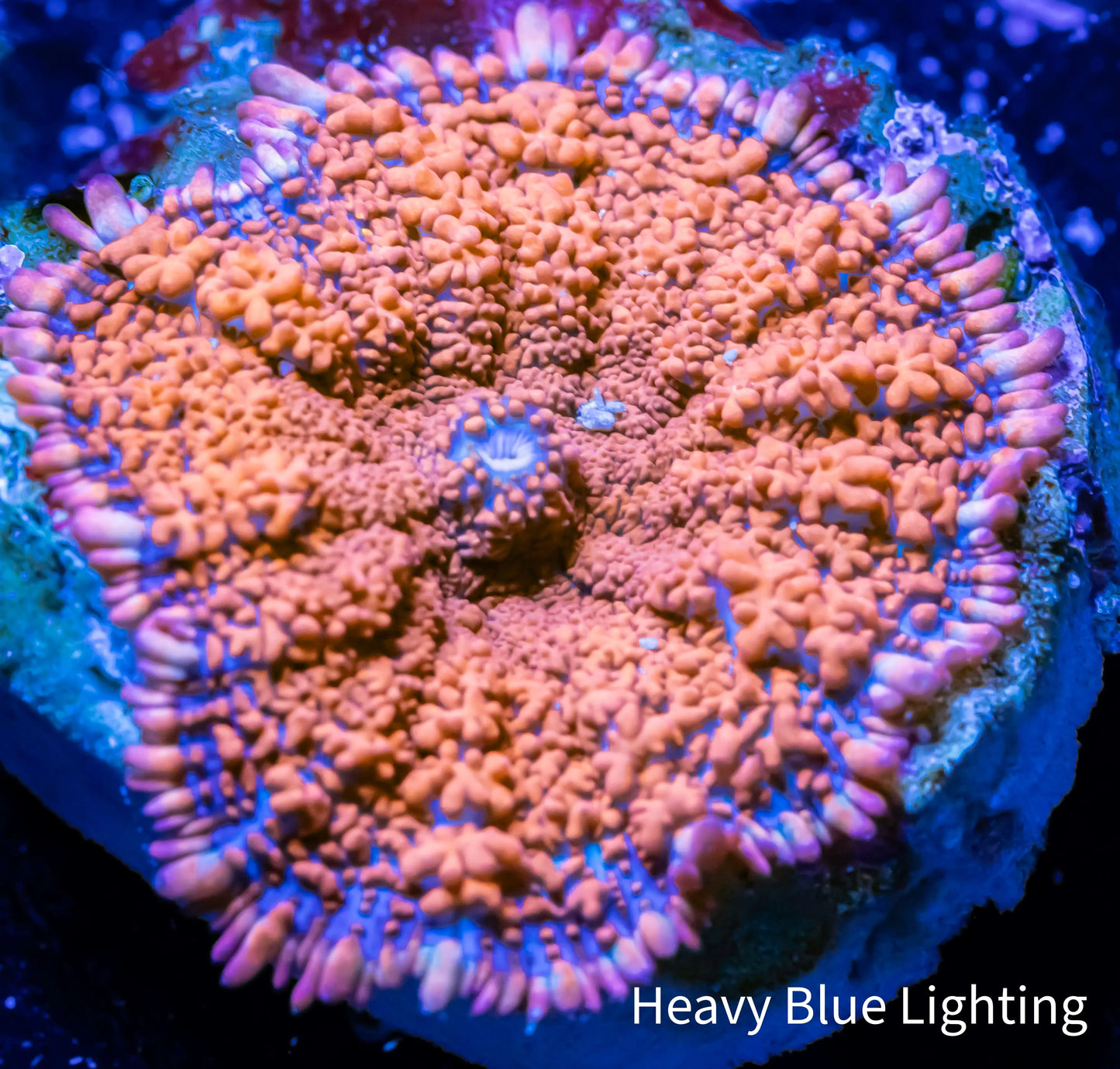 Rhodactis - Superman Rhodactis Coral WYSIWYG 2cm Rhodactis - Superman Rhodactis Coral WYSIWYG 2cm Animals & Pet Supplies Rhodactis - Superman Rhodactis Coral WYSIWYG 2cm Zeo Box Reef